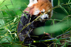 Kleiner_Panda (7).jpg